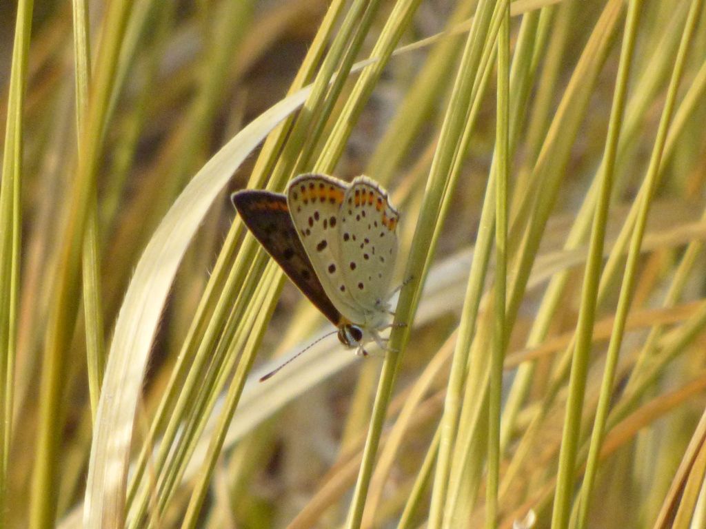 Falena da indentificare - Farfalla:  Lycaena tityrus, Lycaenidae